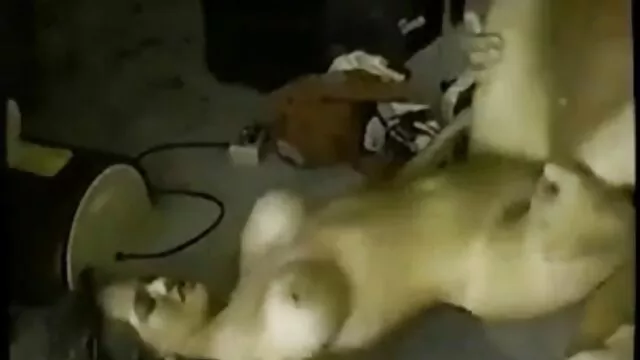 第四，BBC，糟透了！ 性爱娃娃色情 吮吸阴茎之前也能一个大的黑色的阴茎